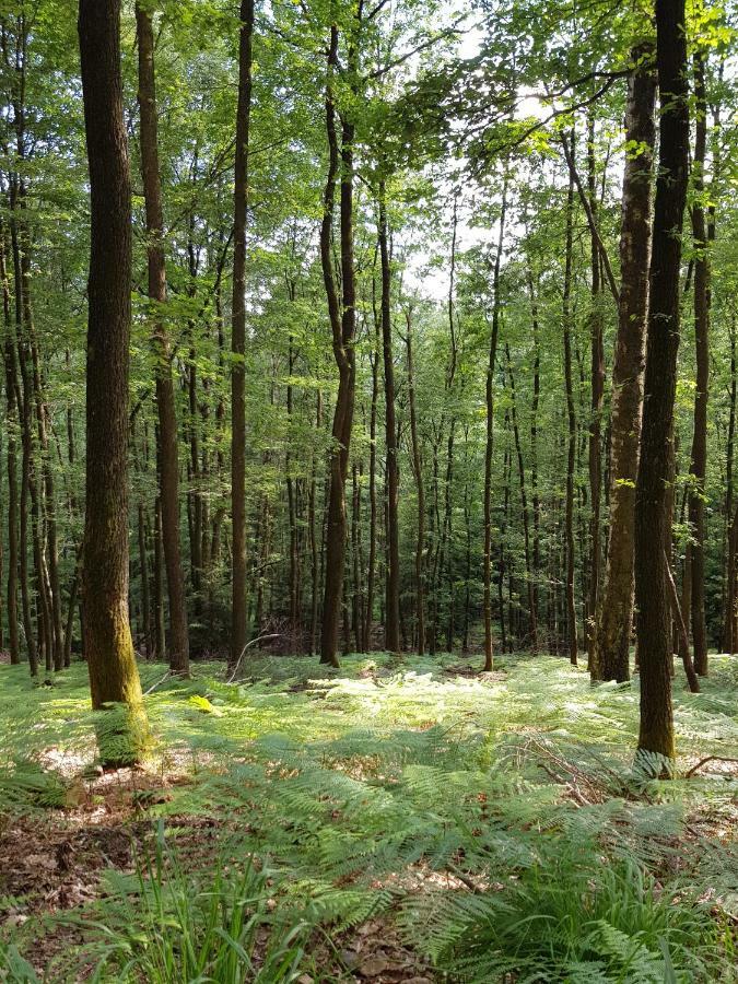 UrlaubsRaum Lägenhet Heiligkreuzsteinach Exteriör bild